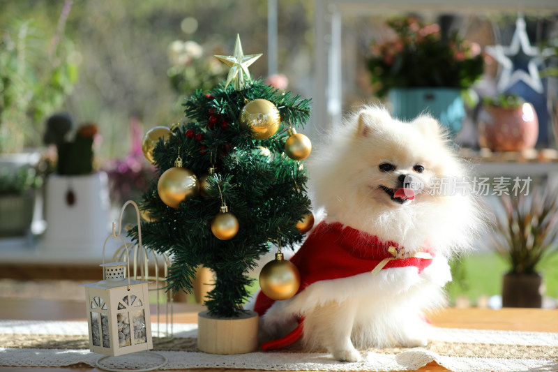 站在桌上扮演圣诞老人的白色博美犬