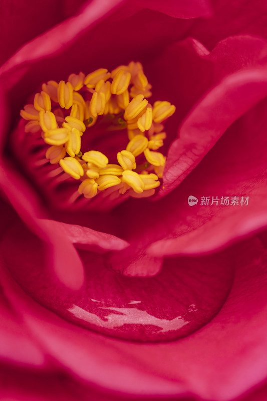 春天山茶花微距露水粉色花瓣花蕊