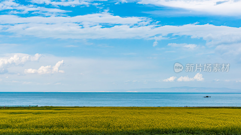 中国青海湖油菜花