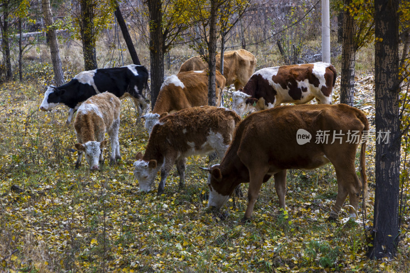 北方秋色白桦树农村家庭畜饲养奶牛