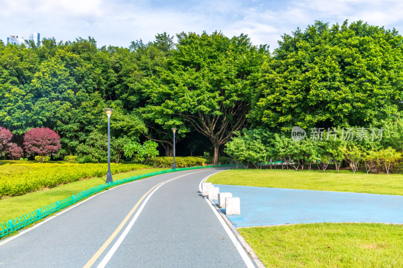 公园内的林荫道路