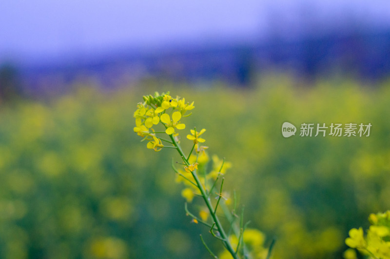 油菜花田中一株油菜花特写