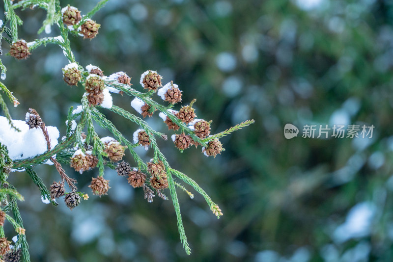 冬天落雪的松果