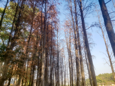 湖南植物园水杉摄影图