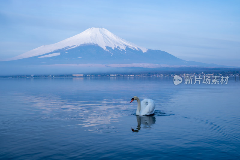 天鹅游于水面远处是富士山