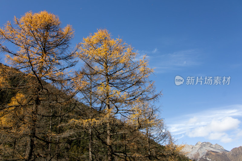 秋日雪山下金黄的落叶松红杉林