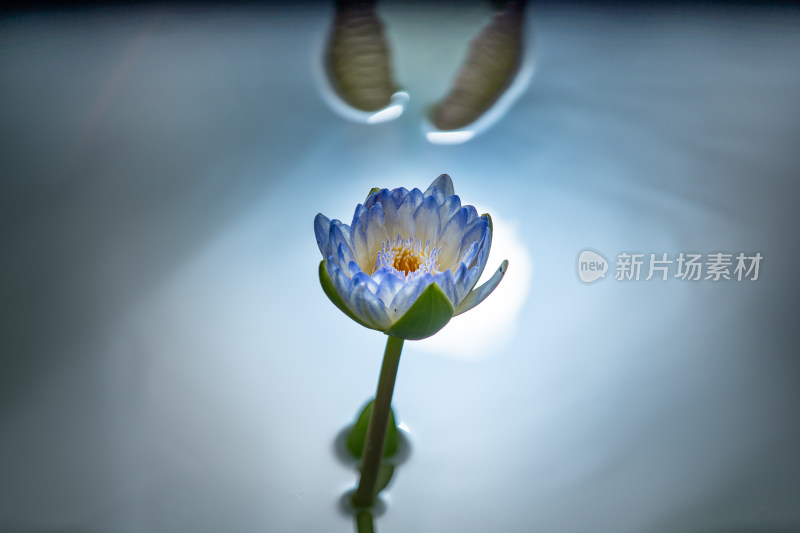 植物园睡莲特写