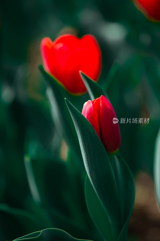 春天的花朵