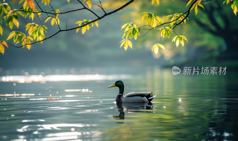 湖边鸭子春江水暖宁静悠闲湖泊背景