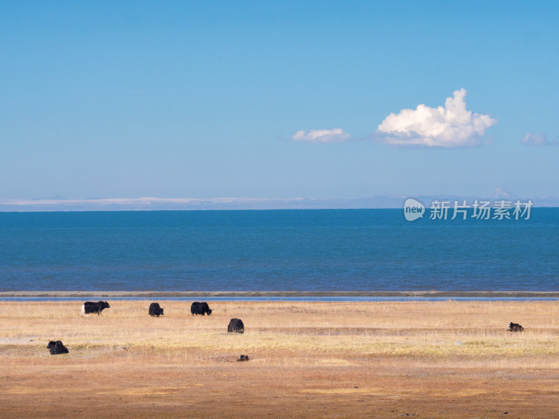 青海湖边牧场