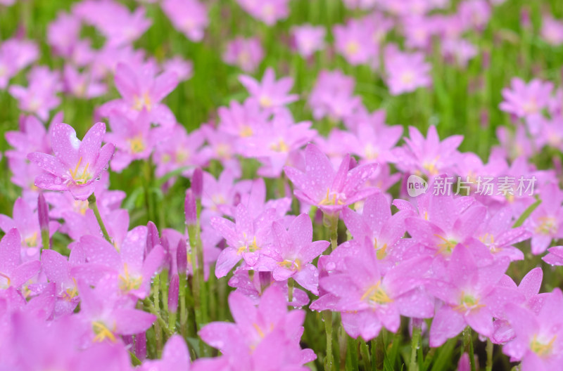 粉色的风雨兰花海