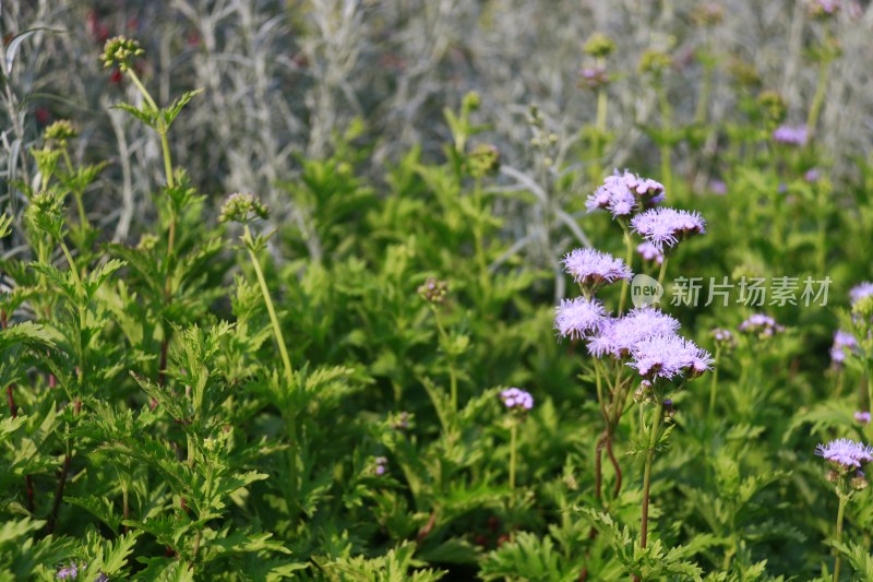 绿色草地 紫色小花