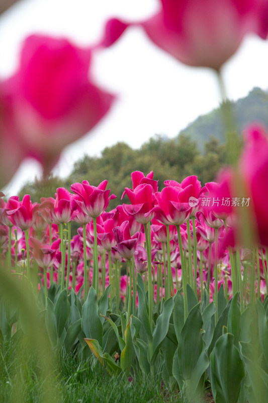 杭州太子湾公园多彩郁金香