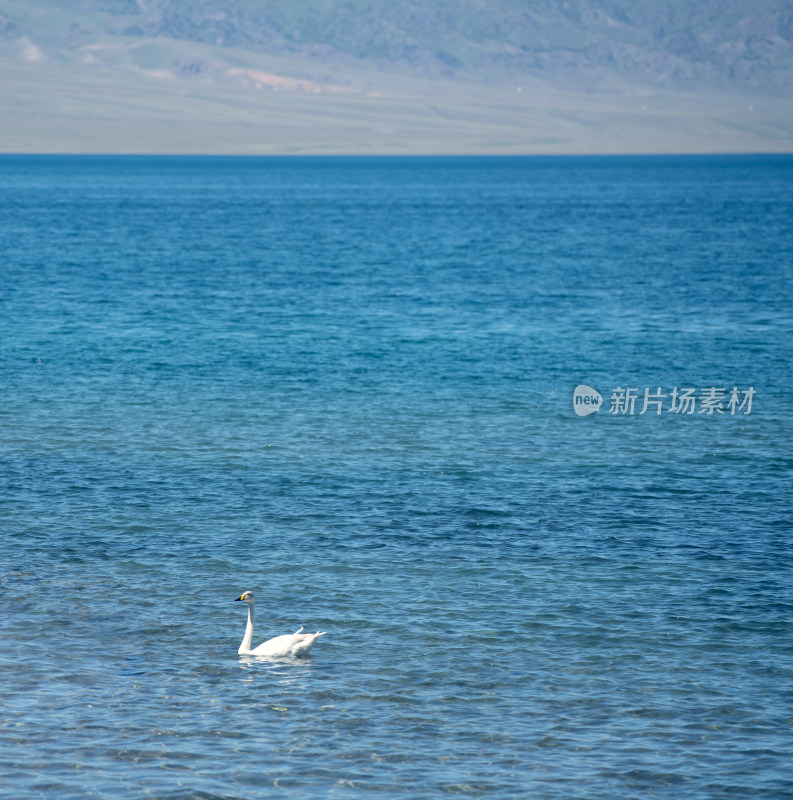 中国新疆赛里木湖的天鹅
