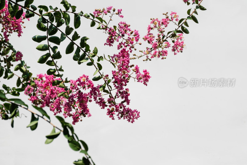 树枝上，盛开的紫薇花特写