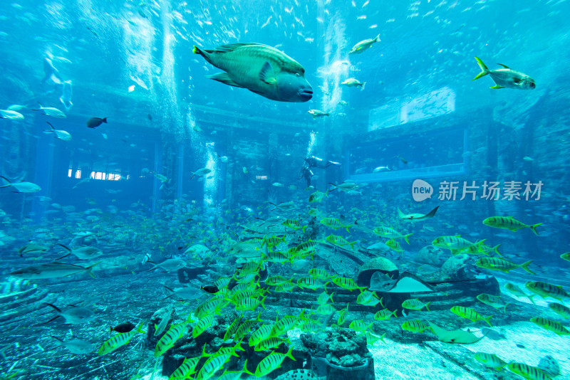 亚特兰蒂斯酒店水族馆