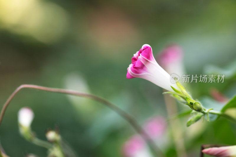 含苞待放的牵牛花骨朵