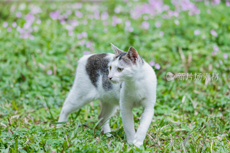 一只狸花猫