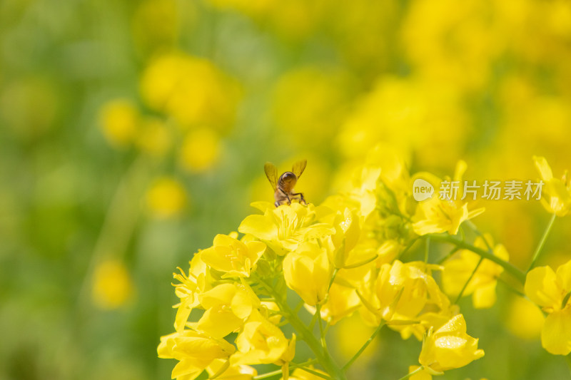 油菜花上采蜜蜜蜂特写镜头