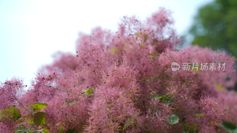 花草植物素材——黄栌花