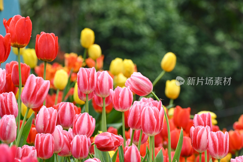 郁金香花海