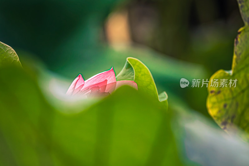 雨后荷花上的水珠