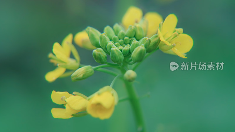 油菜花特写镜头