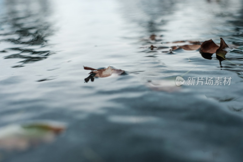 水中落叶特写展现静谧自然景象