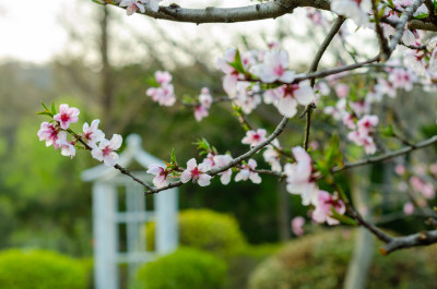 青岛中山公园的桃花盛开