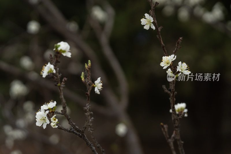 特写白色花卉枝头绽放