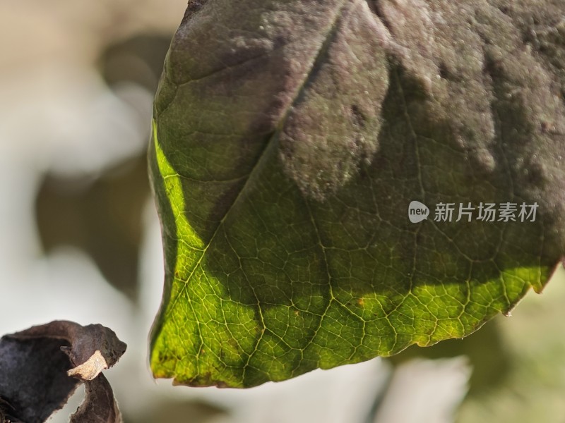 带刺植物上带有枯黄斑点的叶片