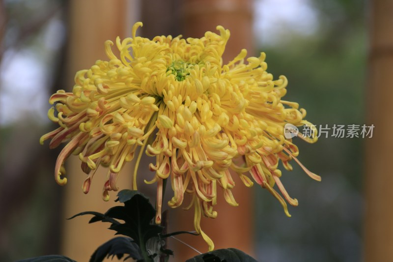 黄色菊花 丝状菊花 金丝菊花 