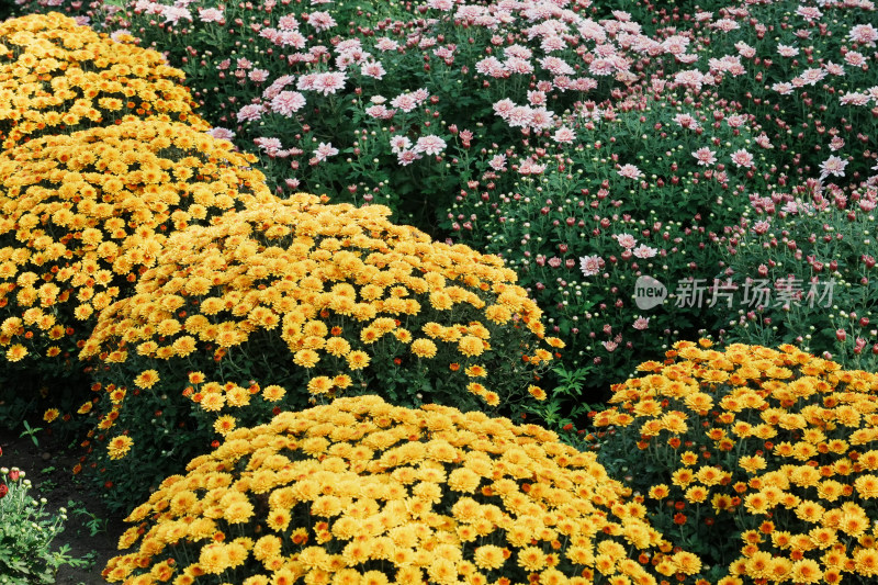 北京国家植物园菊花展