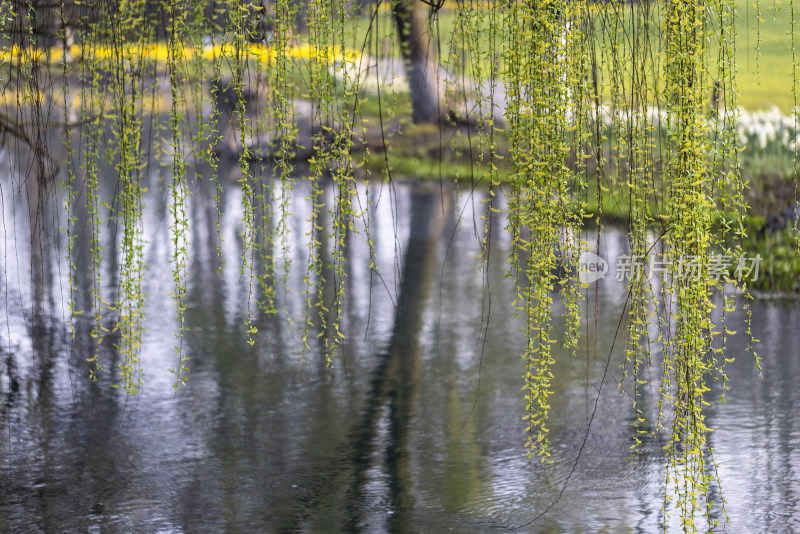 春天湖边的柳树柳条发芽生机勃勃