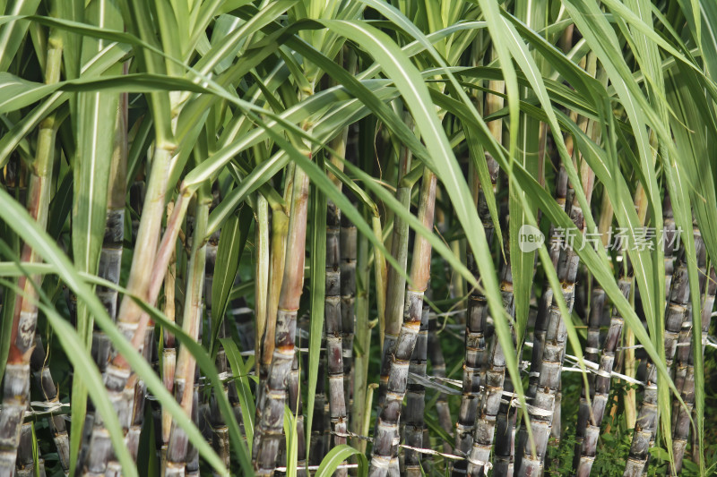 甘蔗地中的甘蔗植株特写