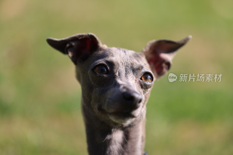 草地上的意大利小灵缇肖像