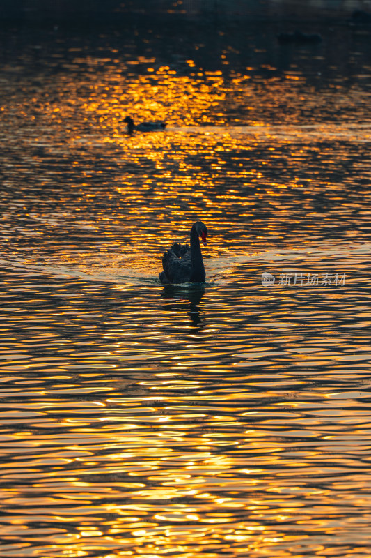 夕阳下黑天鹅在湖面游弋