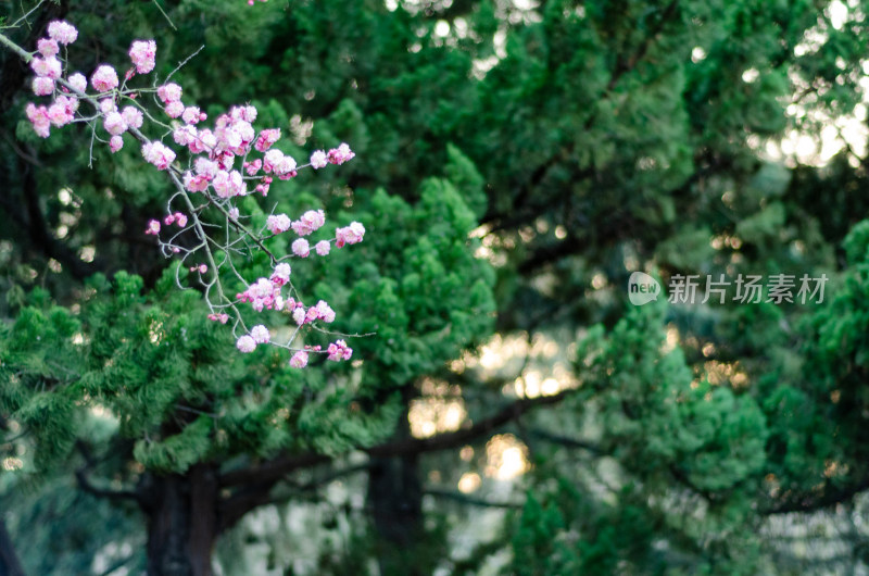 早春时节松树前盛开的梅花