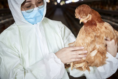 在养鸡场为家鸡检查的年轻饲养员