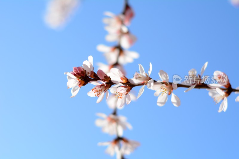 桃花花苞花蕊