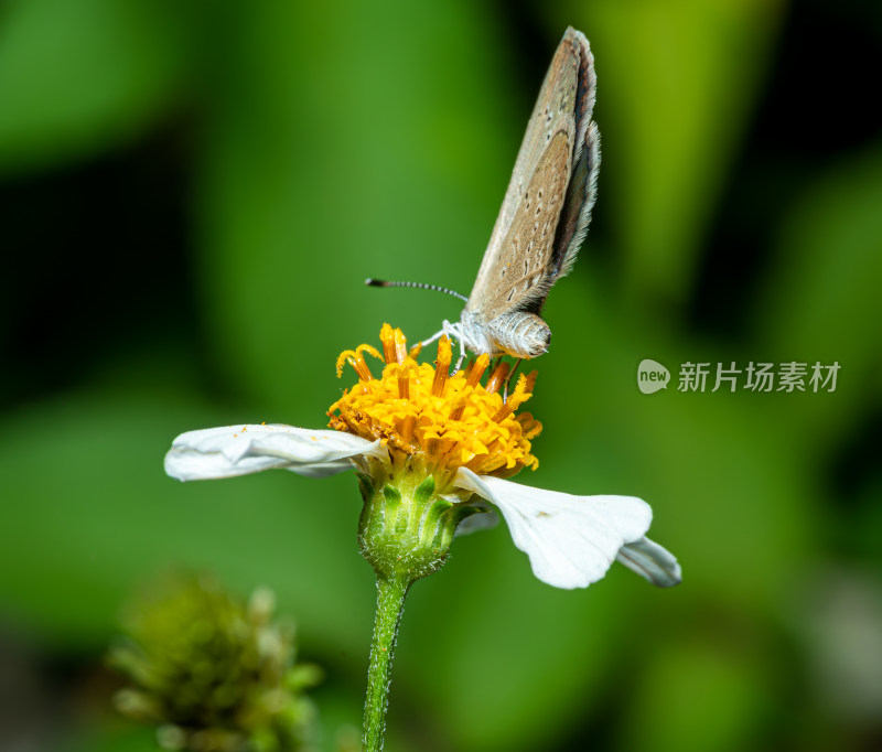 蝴蝶栖息在植物上