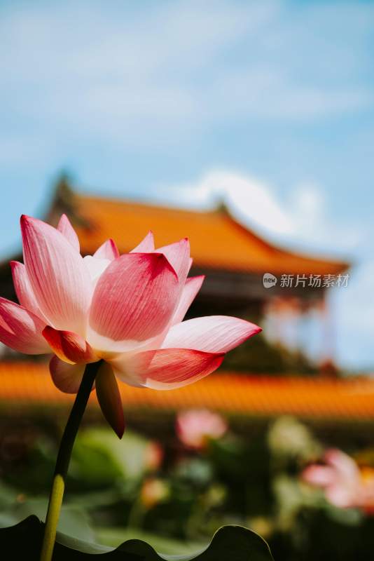 荷花 自然风景