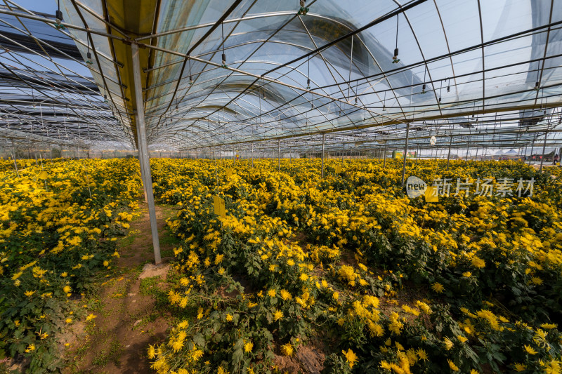 菊花茶科学大棚种植