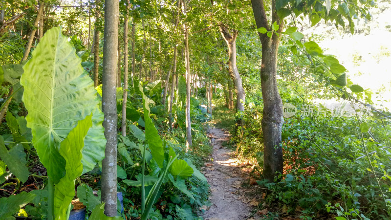 林间小径绿植自然风光