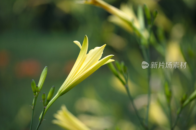 户外菜地的黄花菜