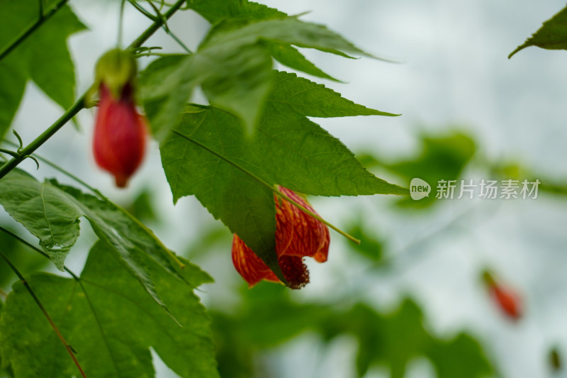 橘红色花朵植物金铃花灯笼花