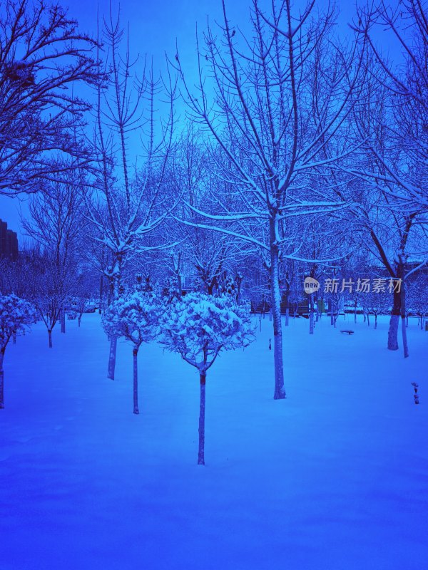 雪后树林银装素裹的唯美景象