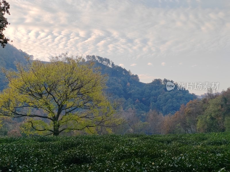 山间绿意盎然的树木与植被景观