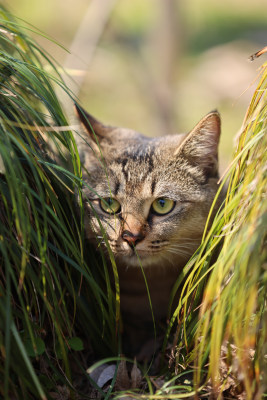 杭州西湖花港观鱼的流浪猫狸花猫