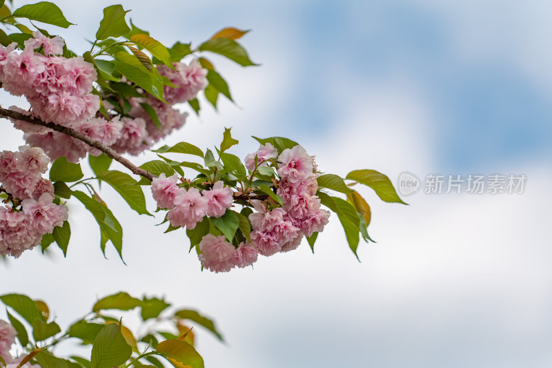 枝头盛开的粉樱花伴绿叶蓝天的景象